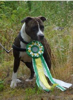Svensk viltspårchampion 2015